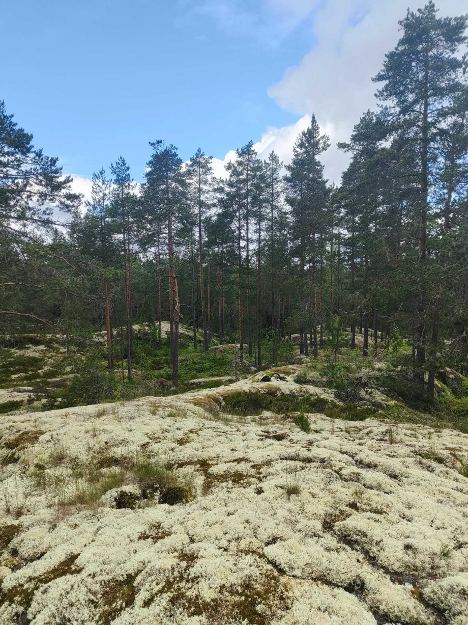 Maastokuva 2