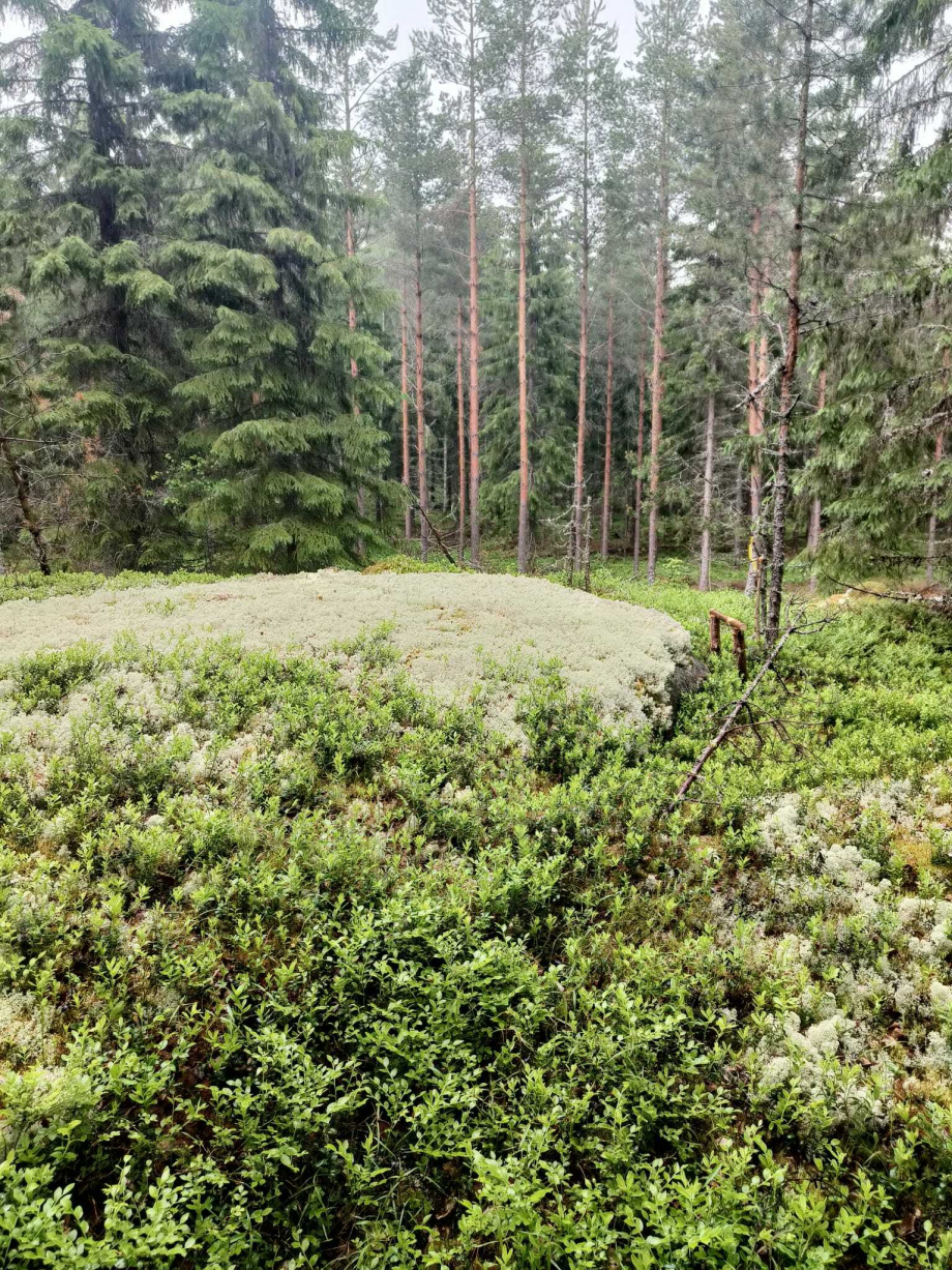 Maastokuva 5